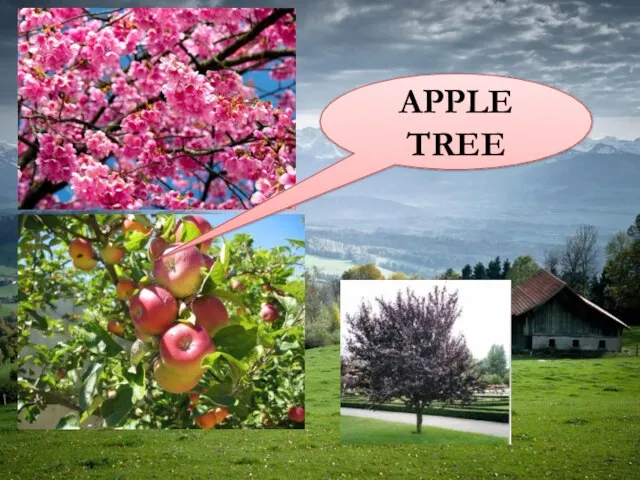 APPLE TREE