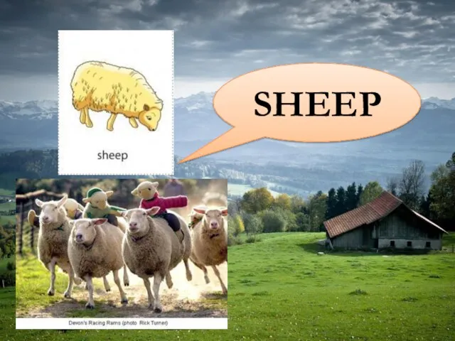 SHEEP