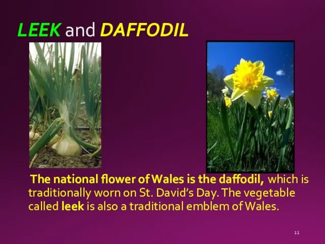 LEEK and DAFFODIL The national flower of Wales is the daffodil, which