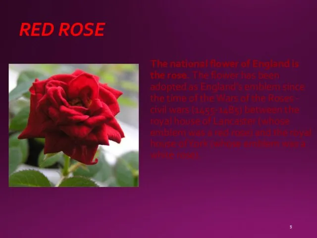 RED ROSE The national flower of England is the rose. The flower