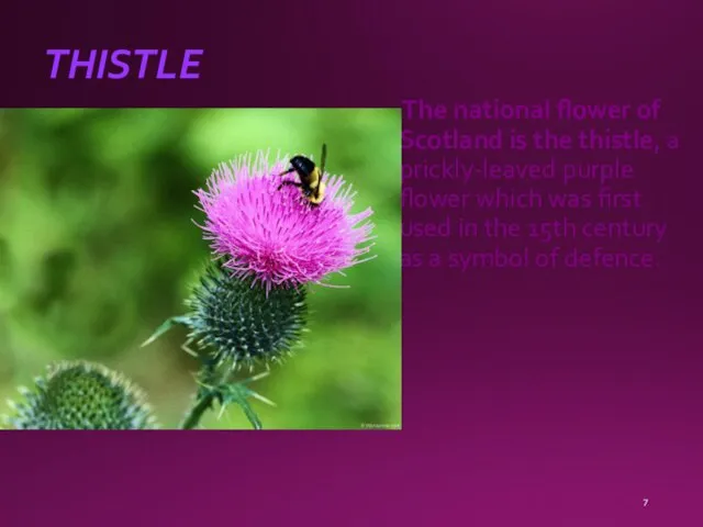THISTLE The national flower of Scotland is the thistle, a prickly-leaved purple