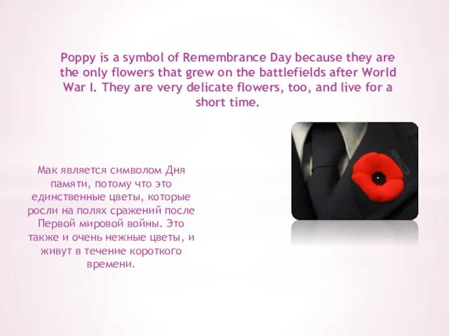 Poppy is a symbol of Remembrance Day because they are the only