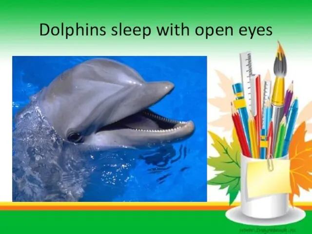 Dolphins sleep with open eyes