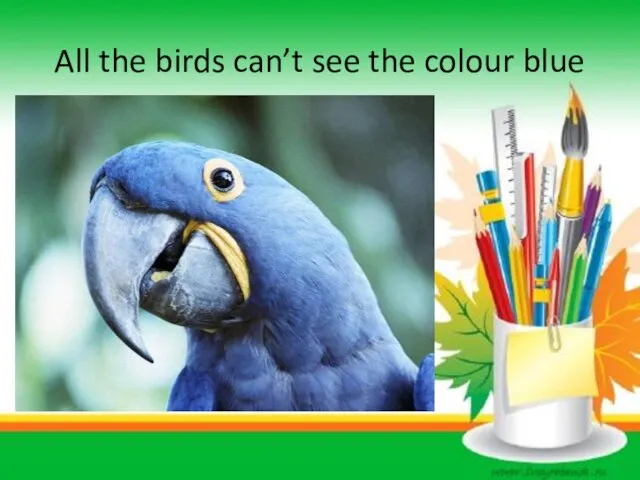 All the birds can’t see the colour blue