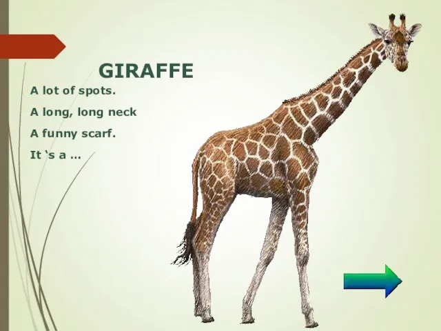 GIRAFFE A lot of spots. A long, long neck A funny scarf. It ‘s a …