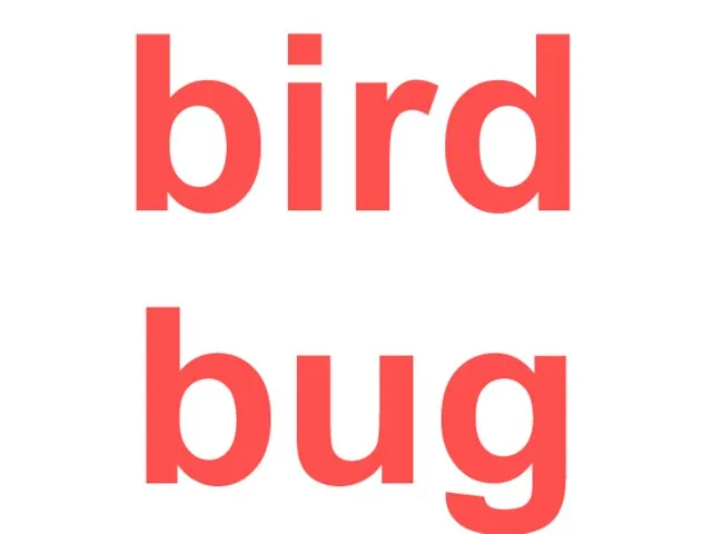 bird bug