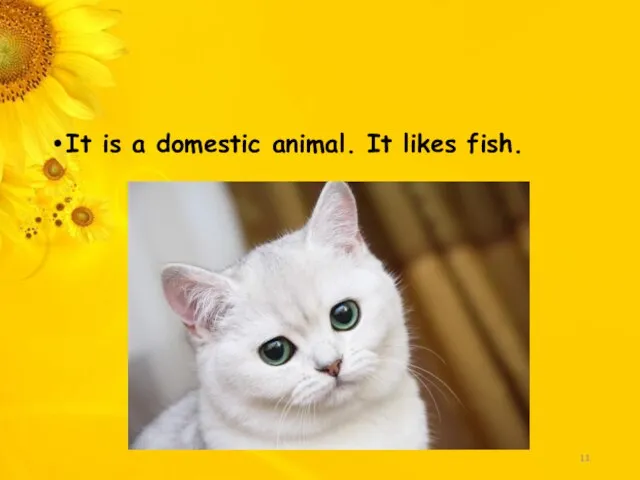 It is a domestic animal. It likes fish.