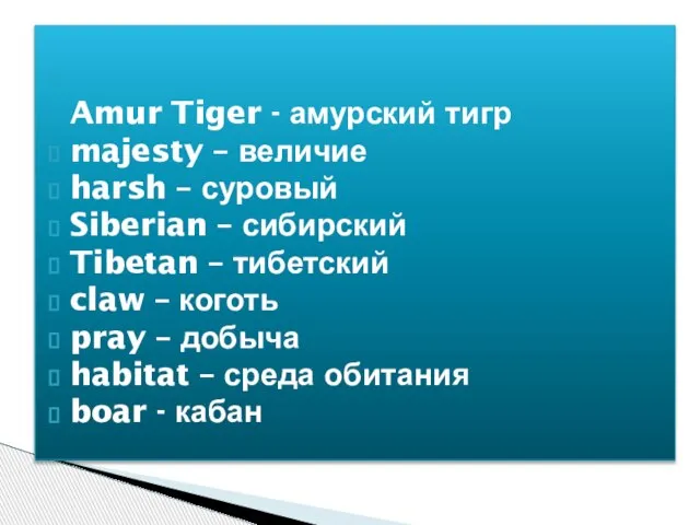 Amur Tiger - амурский тигр majesty – величие harsh – суровый Siberian