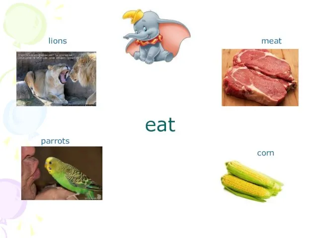 eat lions parrots meat corn