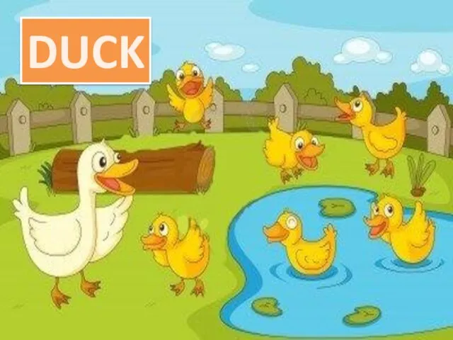 DUCK