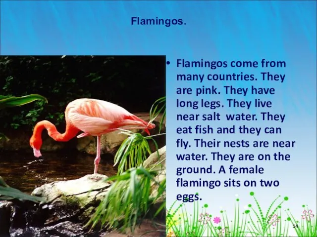 Flamingos. Flamingos come from many countries. They are pink. They have long