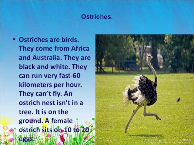 Ostriches. Ostriches are birds. They come from Africa and Australia. They are