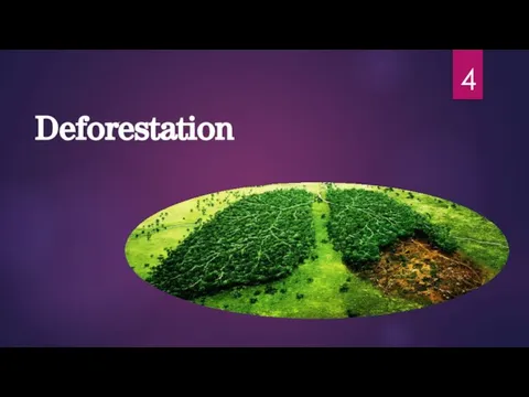 Deforestation 4