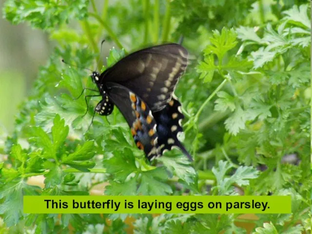 This butterfly is laying eggs on parsley.