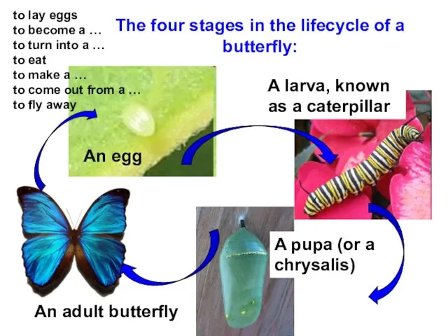 The four stages in the lifecycle of a butterfly: An egg A