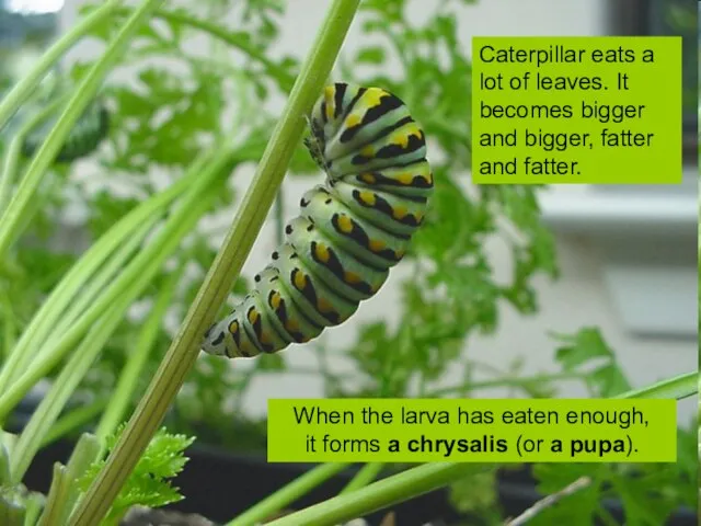 Caterpillar eats a lot of leaves. It becomes bigger and bigger, fatter