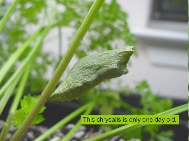 This chrysalis is only one day old.