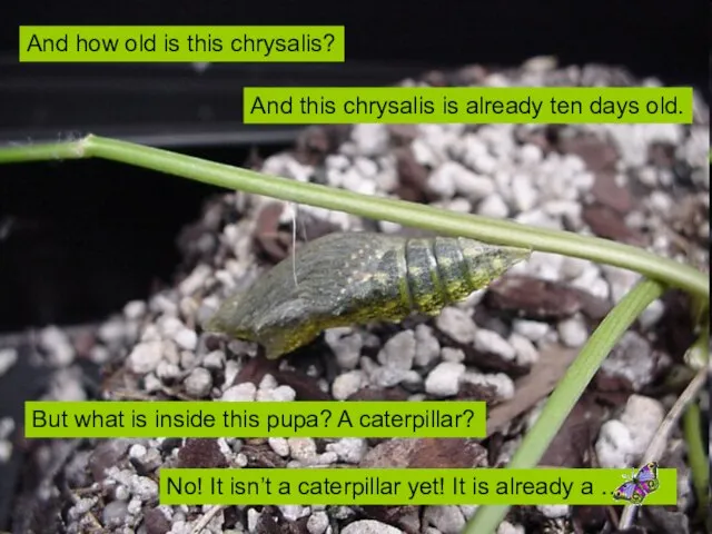And this chrysalis is already ten days old. But what is inside