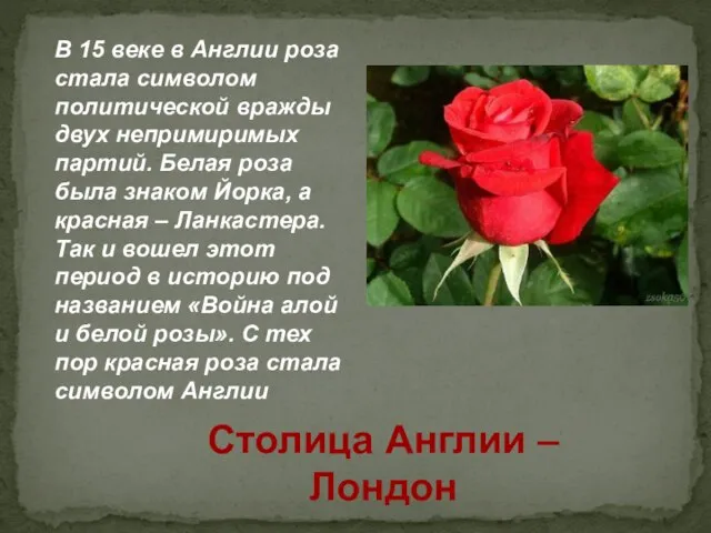 В 15 веке в Англии роза стала символом политической вражды двух непримиримых