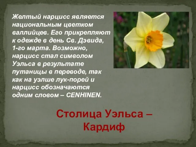 Желтый нарцисс является национальным цветком валлийцев. Его прикрепляют к одежде в день