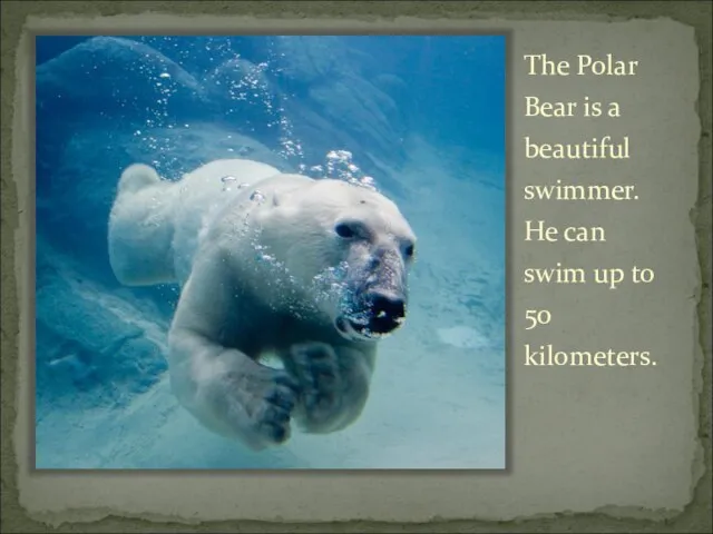 The Polar Bear is a beautiful swimmer. He can swim up to 50 kilometers.