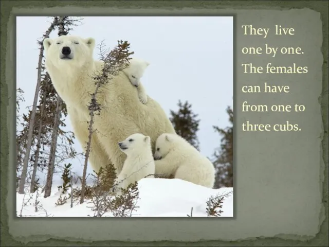 They live one by one. The females can have from one to three cubs.