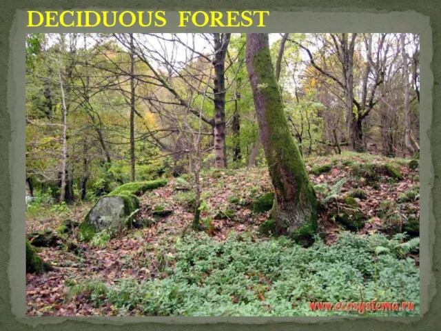 DECIDUOUS FOREST