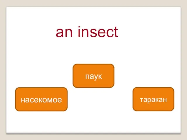 an insect насекомое паук таракан