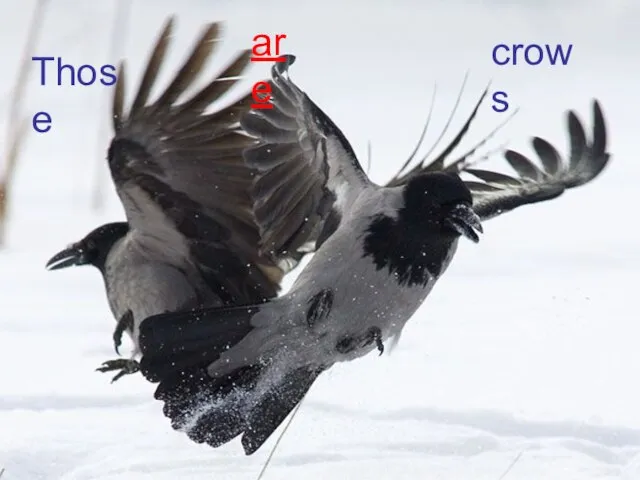 Those are crows