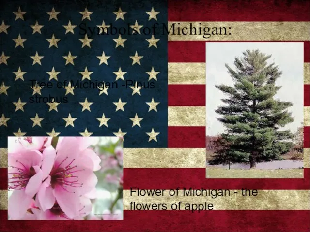 Symbols of Michigan: Tree of Michigan -Pinus strobus Flower of Michigan - the flowers of apple