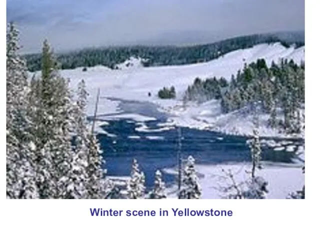 Winter scene in Yellowstone