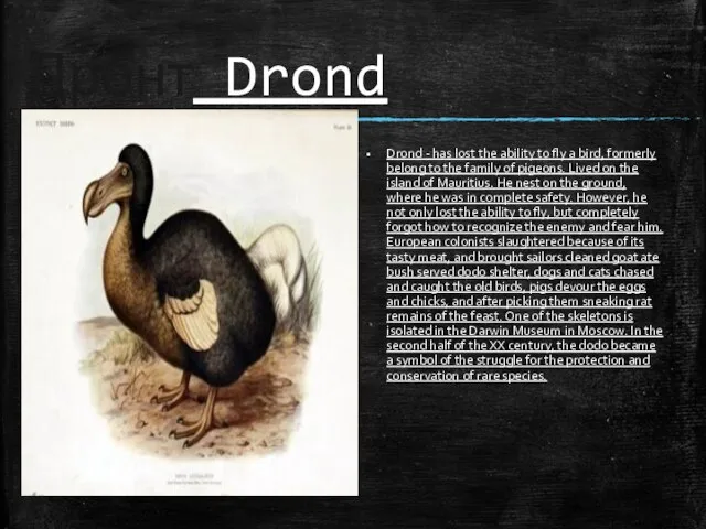 Дронт Drond Drond - has lost the ability to fly a bird,