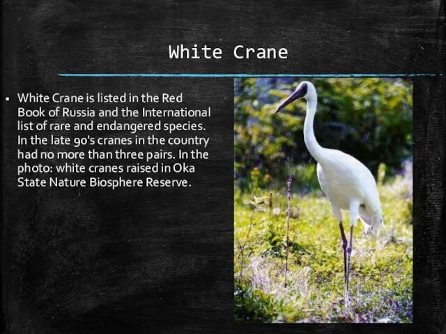 White Crane White Crane is listed in the Red Book of Russia
