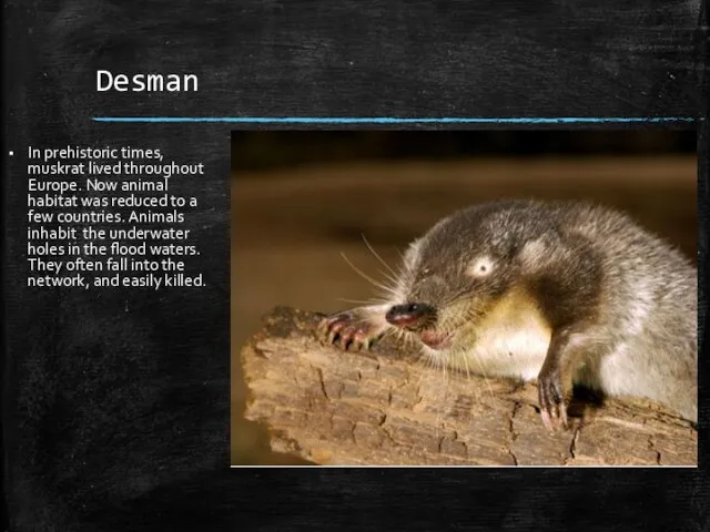 Desman In prehistoric times, muskrat lived throughout Europe. Now animal habitat was