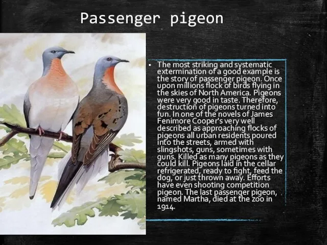 Passenger pigeon The most striking and systematic extermination of a good example