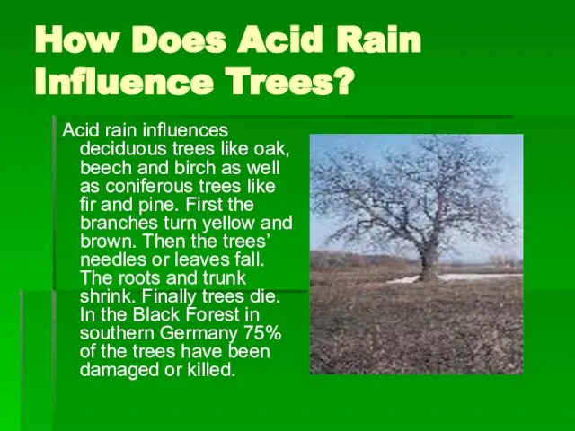 How Does Acid Rain Influence Trees? Acid rain influences deciduous trees like