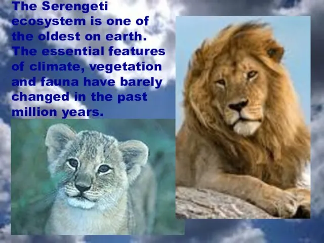 The Serengeti ecosystem is one of the oldest on earth. The essential