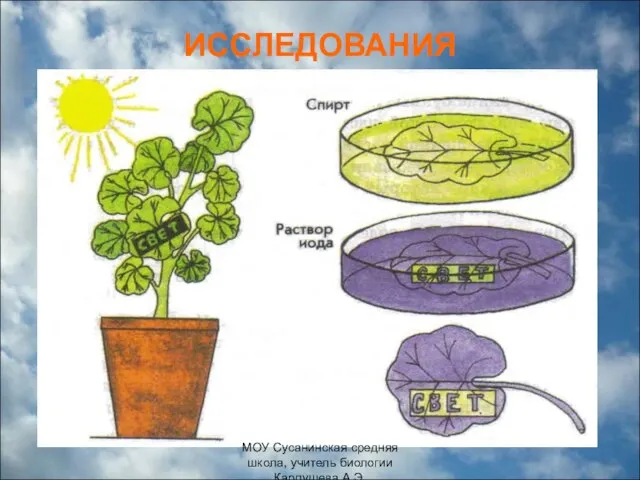 ИССЛЕДОВАНИЯ МОУ Сусанинская средняя школа, учитель биологии Карпушева А.Э.