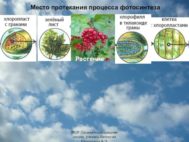 Место протекания процесса фотосинтеза МОУ Сусанинская средняя школа, учитель биологии Карпушева А.Э.