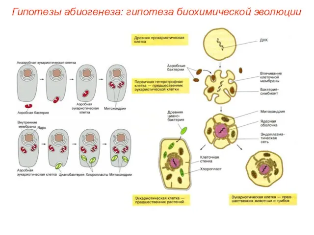 Гипотезы абиогенеза: гипотеза биохимической эволюции