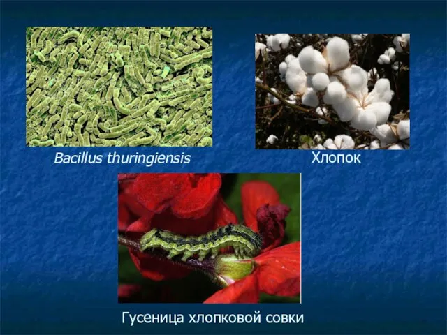 Гусеница хлопковой совки Хлопок Bacillus thuringiensis