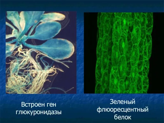 Встроен ген глюкуронидазы Зеленый флюоресцентный белок