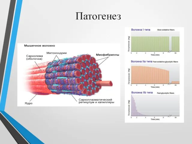 Патогенез