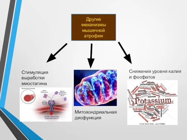 Другие механизмы мышечной атрофии Стимуляция выработки миостатина Митохондриальная дисфункция Снижения уровня калия и фосфатов