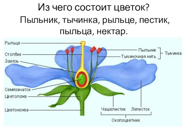 Из чего состоит цветок? Пыльник, тычинка, рыльце, пестик, пыльца, нектар.