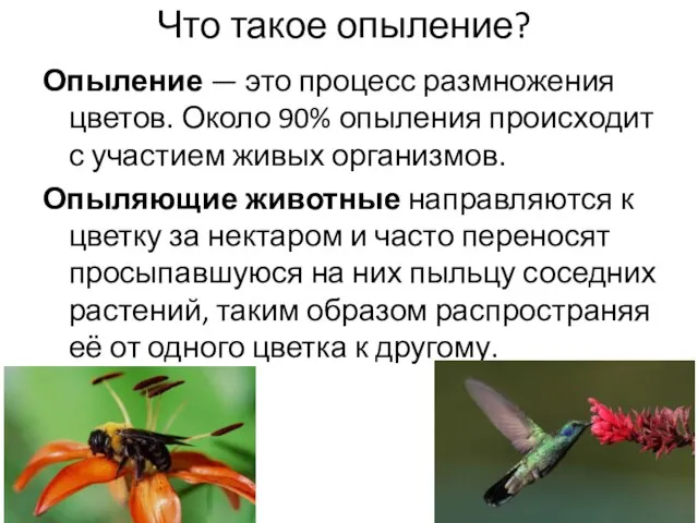 Что такое опыление? Опыление — это процесс размножения цветов. Около 90% опыления