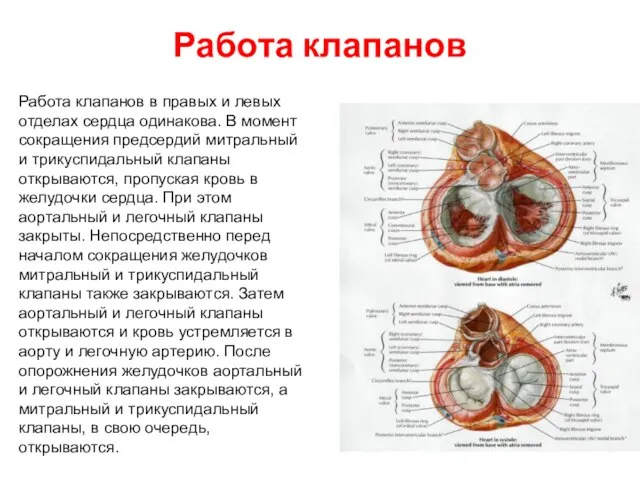 Работа клапанов Работа клапанов в правых и левых отделах сердца одинакова. В