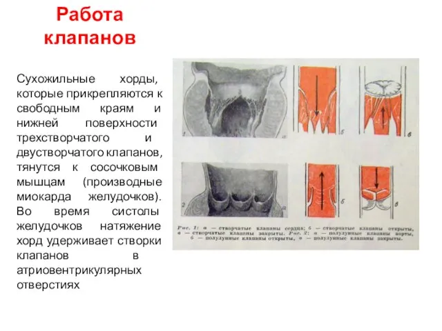 Работа клапанов Сухожильные хорды, которые прикрепляются к свободным краям и нижней поверхности