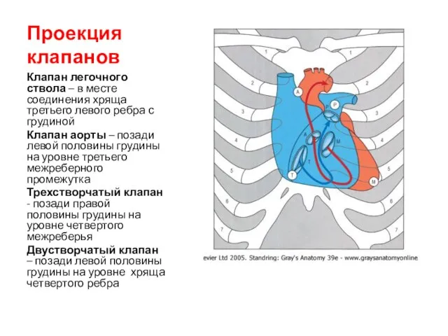 Проекция клапанов Клапан легочного ствола – в месте соединения хряща третьего левого