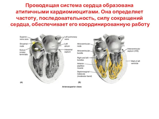 Проводящая система сердца образована атипичными кардиомиоцитами. Она определяет частоту, последовательность, силу сокращений